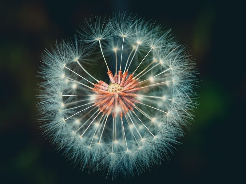 Magical Botanical Havens