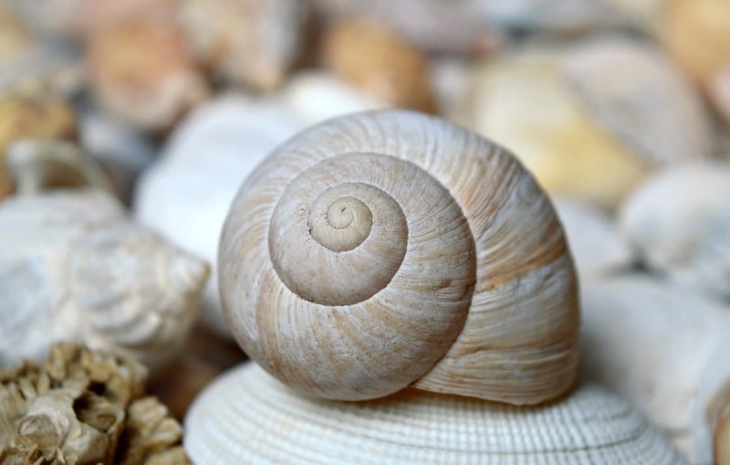 Mermaid Seashell Blooms