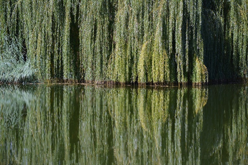 Wizard Willow Trees