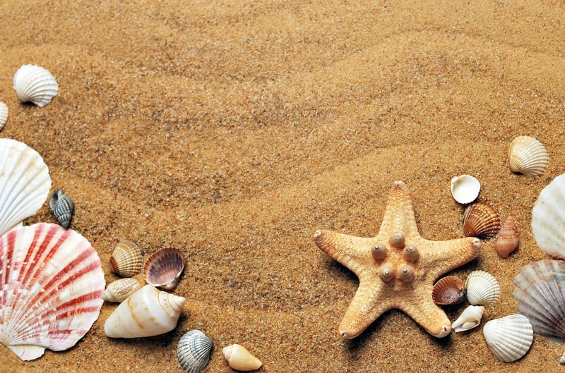 Mermaid Seashell Bloom